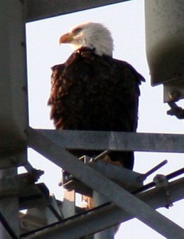 bald eagle, bald eagle cell tower, birds in cell tower